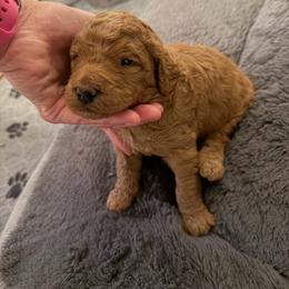 Valentine- Apricot or Red Pure Poodle, Smaller Standard Poodle - Red  male Poodle puppy in Sacramento, California from Robinsnest Poodles