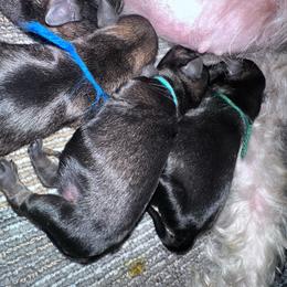 Green collar male - Salt and pepper male Miniature Schnauzer puppy in La Fayette, Georgia from Daniels Mini Schnauzers