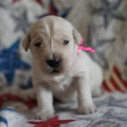 Golden Retriever Puppies from Double Down Retrievers