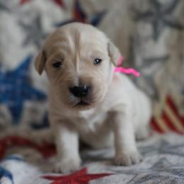 Golden Retriever Puppies from Double Down Retrievers