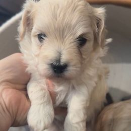 Jinu - Cream male Maltipoo puppy in Lake Ann, Michigan from Riyem Wildflower Farms