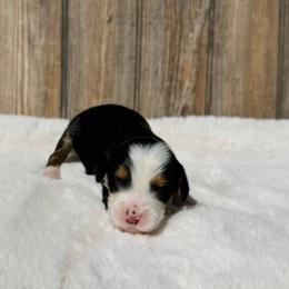 Lou - Tri-color male Bernedoodle puppy in Wamego, Kansas from Doodles of Oz