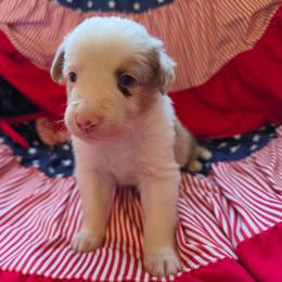 Ace - Red merle male Border Collie puppy in Watsontown, Pennsylvania from Kate Gresham