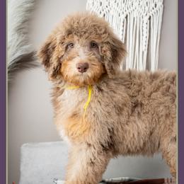 Buzz - Merle male Bernedoodle puppy in Connersville, Indiana from Deaz Doodle Ranch