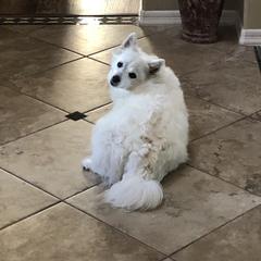 Lily - American Eskimo Dog