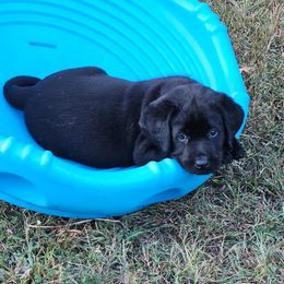 Boy 1 - male Labrador Retriever puppy in Waverly, New York from Windfall Labs