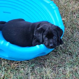 Boy 1 - male Labrador Retriever puppy in Waverly, New York from Windfall Labs
