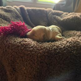 Blue Fairy - Cream female Goldendoodle puppy in Indianapolis, Indiana from E&A Doodle Barn