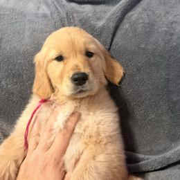 Daisy - Golden female Golden Retriever puppy in Great Falls, Montana from VS Golden Fields