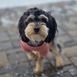 Bailey - Aussiedoodle
