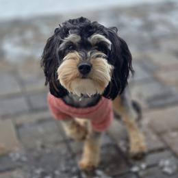 Bailey - Aussiedoodle