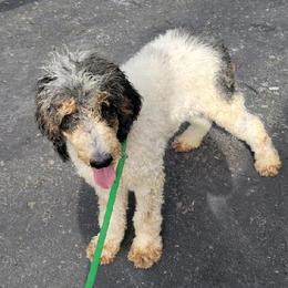 Max - Poodle