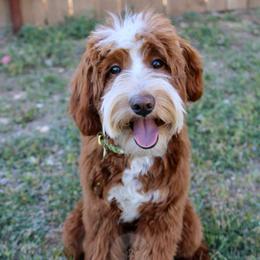 Wrangler - Goldendoodle