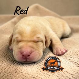 Red - Yellow male Labrador Retriever puppy in Dickson, Tennessee from Cane Creek Labradors