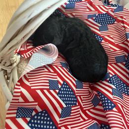 Jefferson - Black male Goldendoodle puppy in Cherry Tree, Pennsylvania from Plum Creek Acres Next Generation