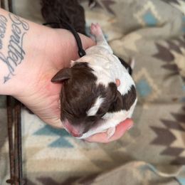 Dane - Parti male Poodle puppy in Mtn Rest, South Carolina from Stocktons Doxies & Poodles