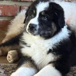 Australian Shepherd Puppies from Boundless Joy Aussies