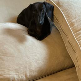 Bella - Dachshund