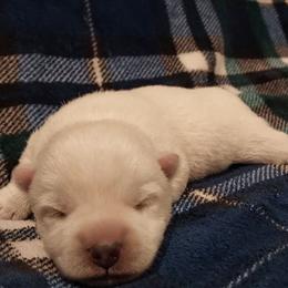 Blue Boy - White male West Highland White Terrier puppy in Macy, Indiana from Country Grove Breeding LLC