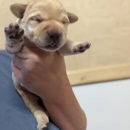 Boy 2 - Yellow male Labrador Retriever puppy in Strafford, New Hampshire from Alley Rock Labradors, LLC