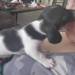 Dachshund Puppies from Chelsie Hamm