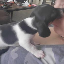Dachshund Puppies from Chelsie Hamm