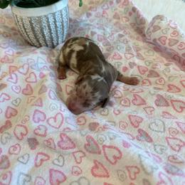 Porsche - Dapple female Dachshund puppy in Menifee, California from Dachshunds in SoCal
