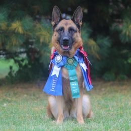 Gucci - German Shepherd