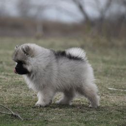 Keeshond Puppies from Anna Boehringer