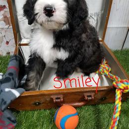 Bernedoodle, Goldendoodle, and Poodle Puppies from Granton Creek