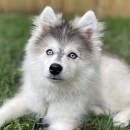 Winter - Pomsky