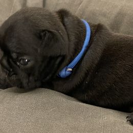 French Bulldog Puppies from JoJo French Bulldogs