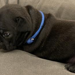 French Bulldog Puppies from JoJo French Bulldogs
