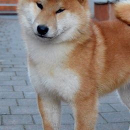 Shiba Inu from Texa's Shiba Inus