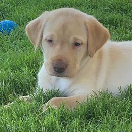 Labrador Retriever Puppies from Hidden River Retrievers