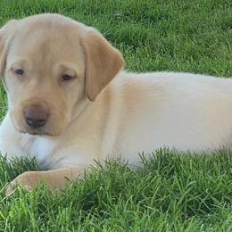 Labrador Retriever Puppies from Hidden River Retrievers