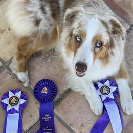 Australian Shepherds from BWINS AUSSIES