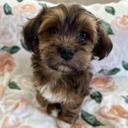 Girl 2 - Red Havanese puppy in Greeley, Colorado from Just be Havanese