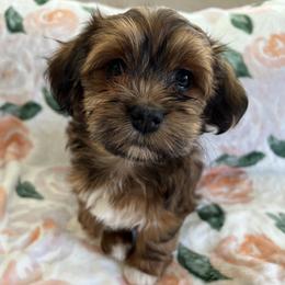 Girl 2 - Red Havanese puppy in Greeley, Colorado from Just be Havanese