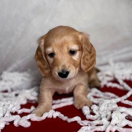 Maple - Cream female Dachshund puppy in Kingman, Arizona from Diddle Bros Dachshunds