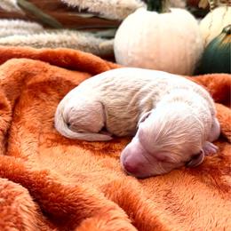 Pumpkin - Cream male Goldendoodle puppy in Easley, South Carolina from Our Darling Doodles
