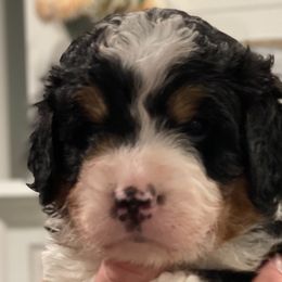 Bernedoodles from FM Berners