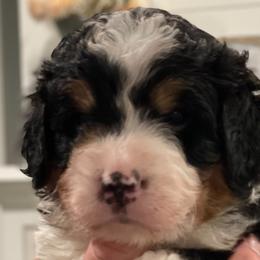 Bernedoodles from FM Berners