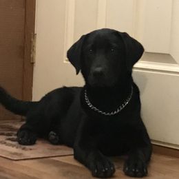 Labrador Retriever Puppies from Mineau’s Farm Labrador Retrievers