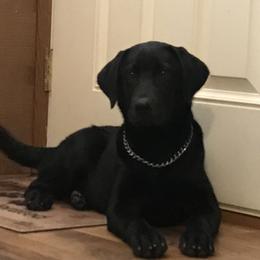 Labrador Retriever Puppies from Mineau’s Farm Labrador Retrievers