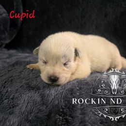 Cupid - Blue male Australian Cattle Dog puppy in Silsbee, Texas from Rockin ND Ranch