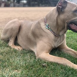 Cane Corso Puppies from DiamondBabyCorso