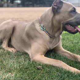 Cane Corso Puppies from DiamondBabyCorso