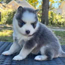 Lunaris - Blue female Pomsky puppy in Boonville, Indiana from Elysian Pomskies