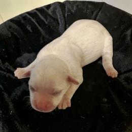 2 - White female Maltipoo puppy in Salisbury, North Carolina from Carolina Canines